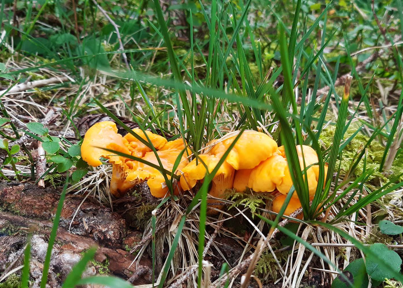 Pfifferlinge in der Natur